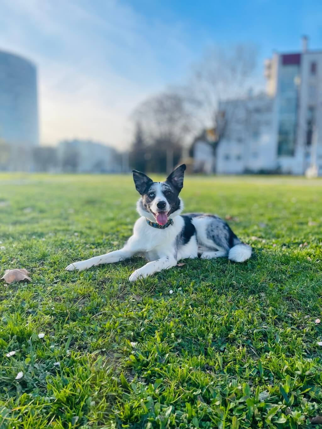 Dog in the park resting