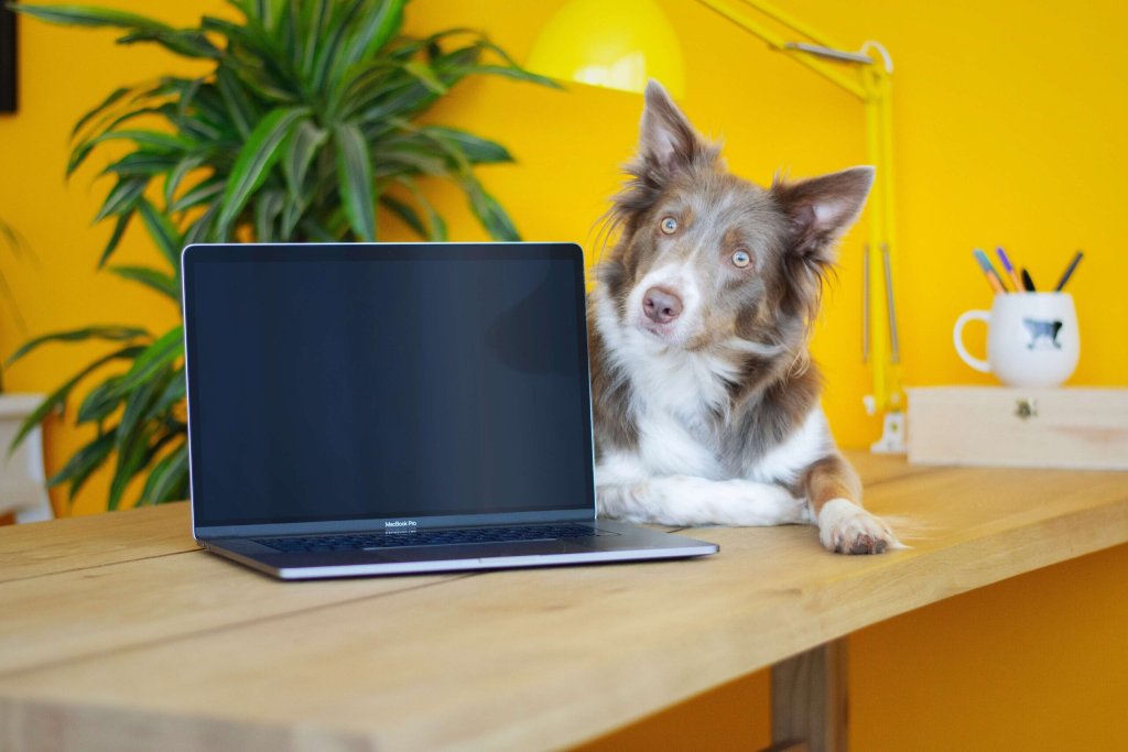 Dog with laptop