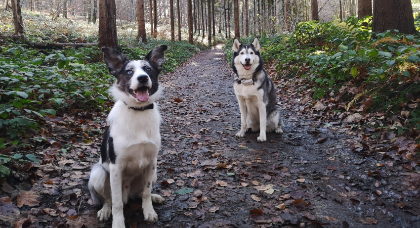 Two dogs in woods