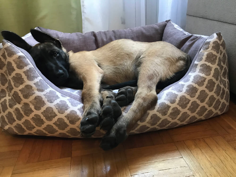 Dog resting