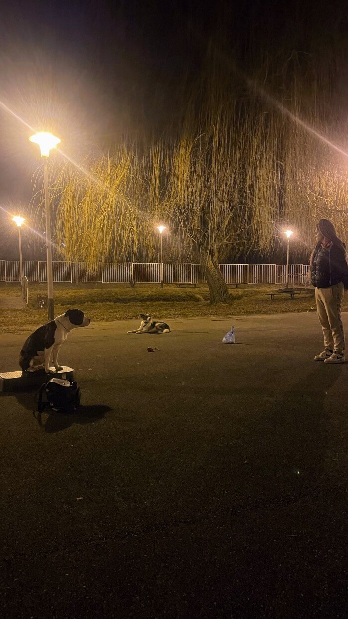 Night with dogs