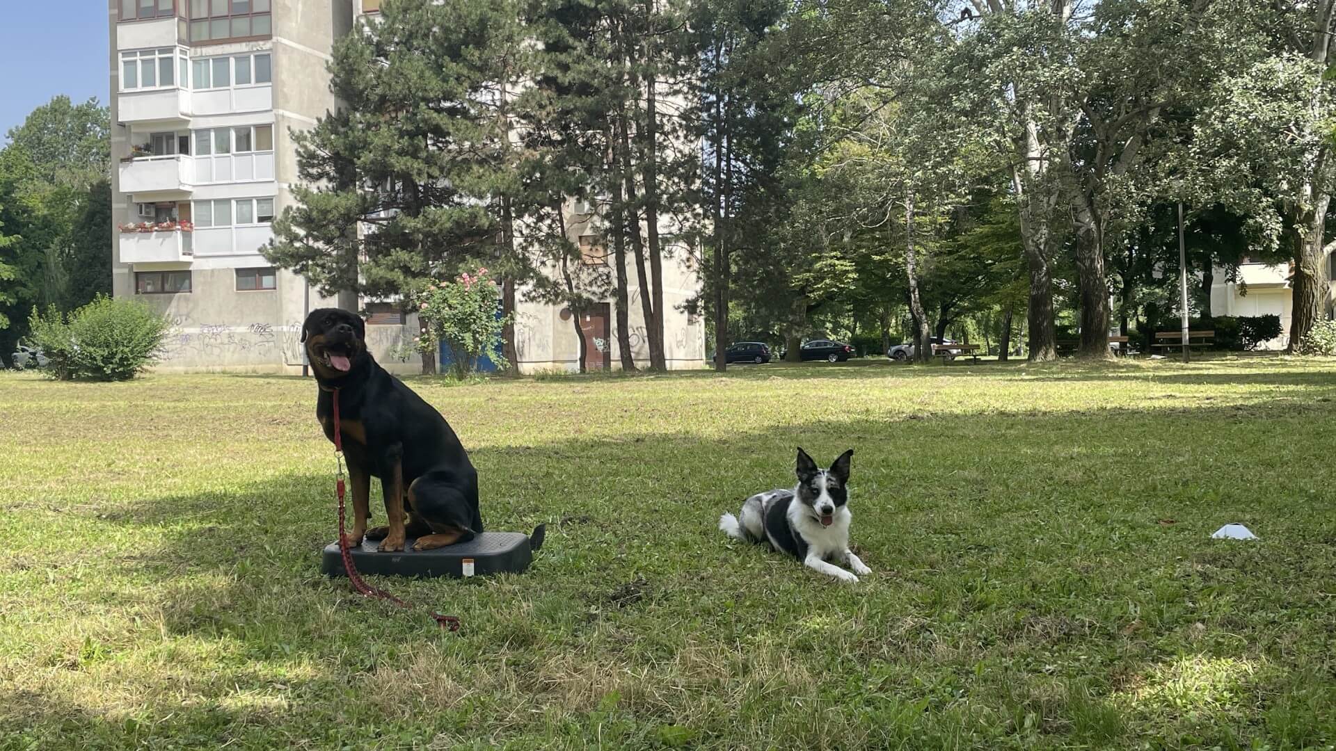 Dogs in park