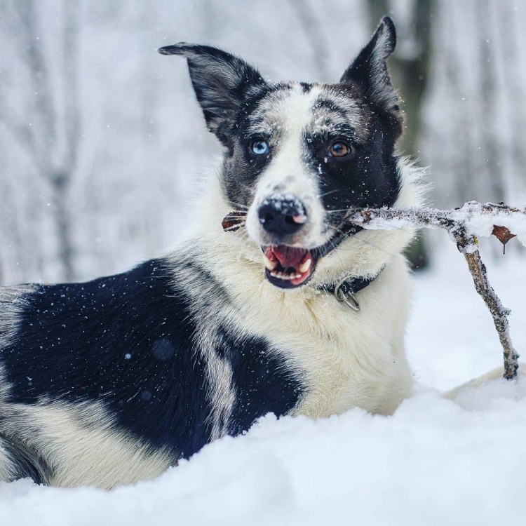 Dog in snow