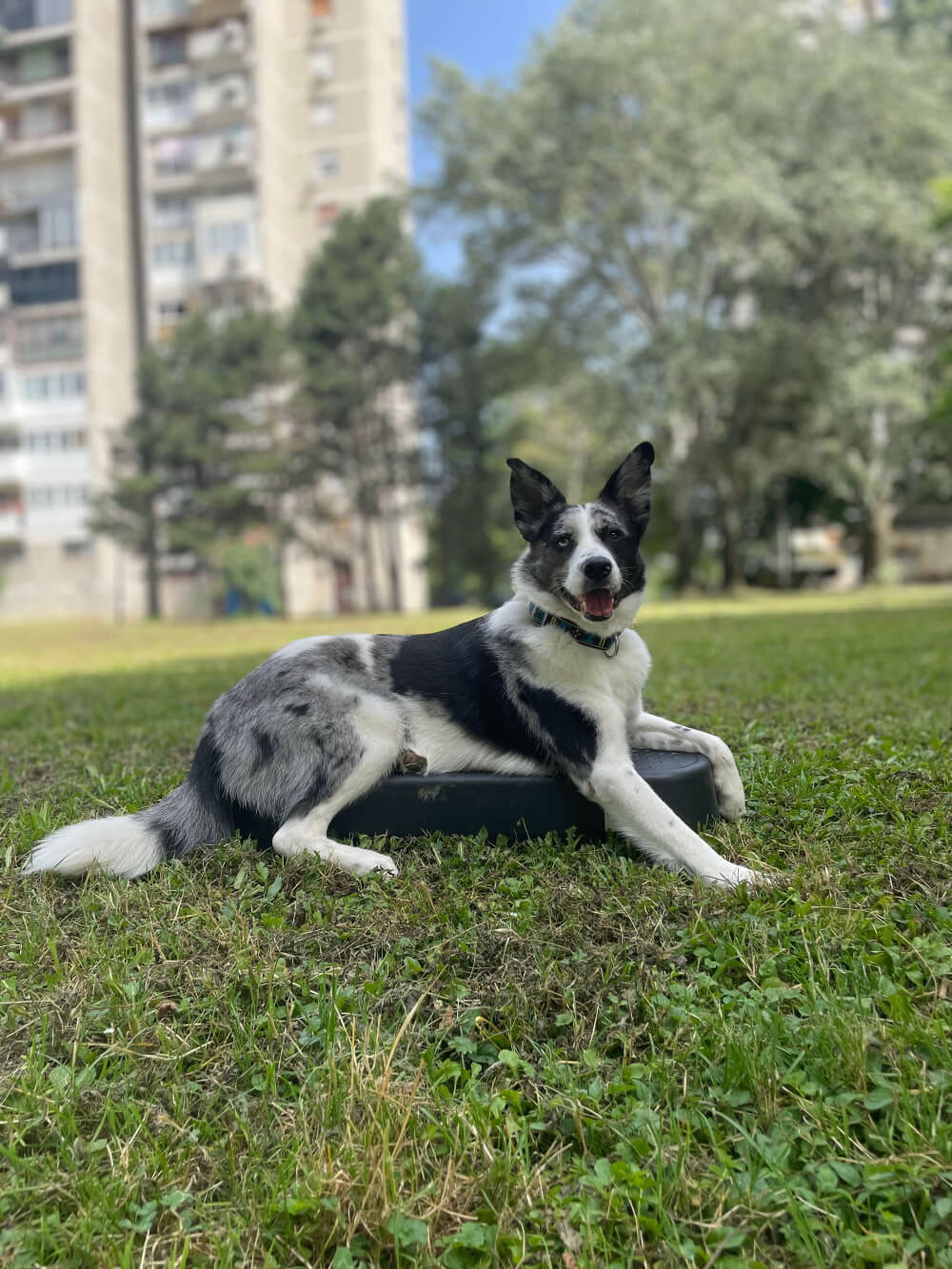 Dog in the park
