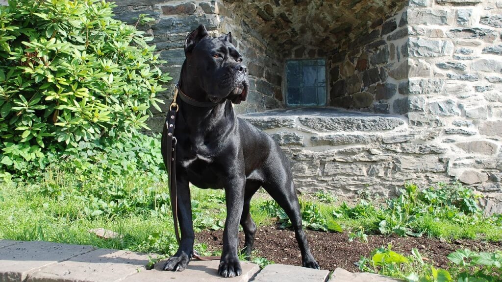 Big black dog