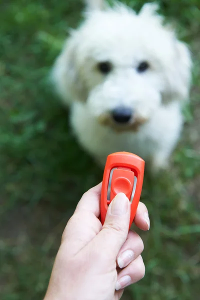 Clicker traning with dog