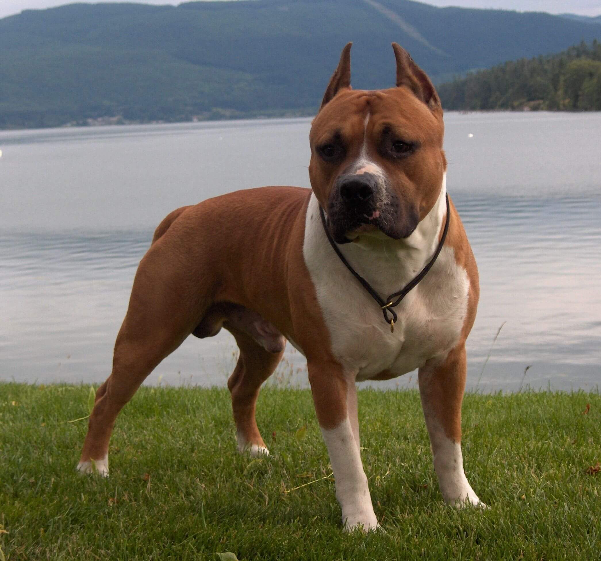 Dog with lake in background